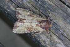 73.156 Clouded-bordered Brindle (2024.05.07).jpg