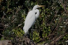 DSC04404 Great Egret @ Long Reef GC bf.jpeg