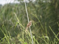 Striated Grassbird comp.jpeg