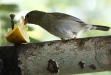 yellow sh grassquit female.JPG