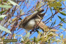 BF White-winged Triller female 4 November 2019.jpg