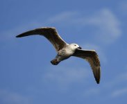 DLV_5976_Gull-juvenile.jpg