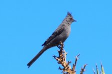 Phainopepla 2024-05-10.JPG