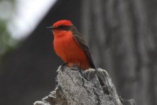 Vermillion Flycatcher 2024-05-10.JPG