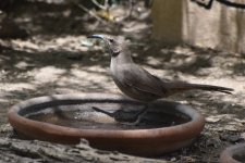 California Thrasher 2024-05-10.JPG