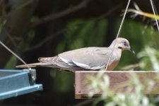 White-winged Dove 2024-05-10 a.JPG