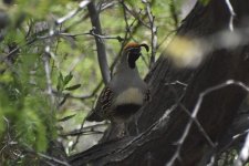 Gambel's Quail 2024-05-10.JPG