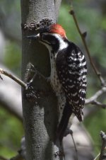 Nuttal's x Ladder-backed Woodpecker 2024-05-10.JPG