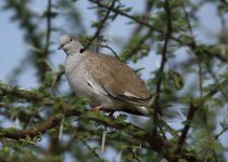 white winged dove.JPG