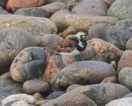 Turnstone_Girdle Ness_120524a.jpg