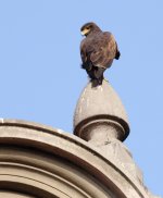 Harris's Hawk 1ad-denoise.JPG