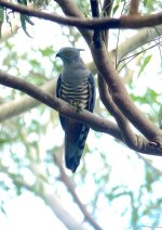 DSC04582 Pacific Baza @ Mowbray Park bf.jpg