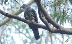 DSC04572 Pacific Baza @ Mowbray Park bf.jpg