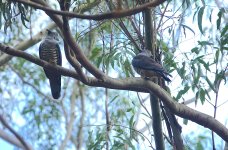 DSC04575 Pacific Bazas @ Mowbray Park bf.jpg