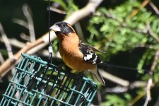 Black-headed Grosbeak 2024-05-11.JPG