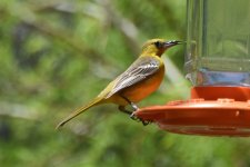 Hooded Oriole female 2024-05-11.JPG