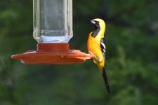 Hooded Oriole male 2024-05-11.JPG