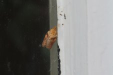 20240512 (9)_Light_Brown_Apple_Moth.JPG