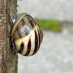 BF Garden snail for ID.jpg