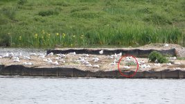 Mediterranean Gull.jpg