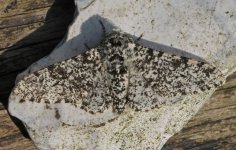 70.252 Peppered Moth (2024.05.10).jpg