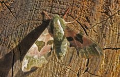 69.001 Lime Hawkmoth (2024.05.11).jpg