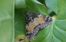 70.097 Common Marbled Carpet (2024.05.11).jpg