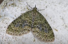 70.200 Yellow-barred Brindle 002 (2024.05.11).jpg