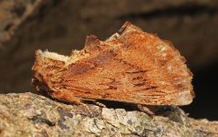 71.021 Coxcomb Prominent (2024.05.11).jpg