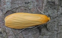 72.049 Orange Footman 003 (2024.05.11).jpg