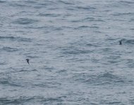 Arctic Skua_Girdle Ness_140524a.jpg