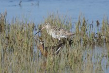 Bar tailed godwit 2 FDR.jpg