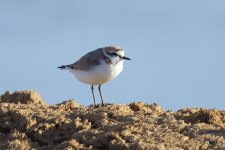 Kentish plover 2 FDR.jpg