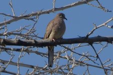 Inca Dove 2024-05-13.JPG