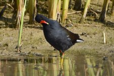 Common Galinule 2024-05-13.jpg