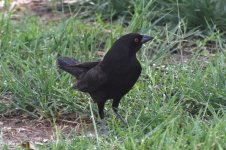 Bronzed Cowbird 2024-05-13 b.JPG