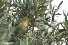 Melodious warbler RD Alportel 2.jpg