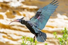 Bald-Ibis-(53)--fbook.jpg