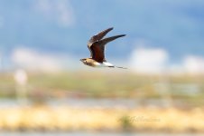 Collared-Pratincole-(25)-fbook.jpg