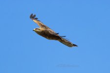 Black-Kite-(32)-fbook.jpg