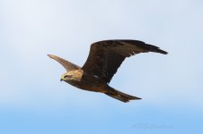 Black-Kite-(112)-fbook.jpg