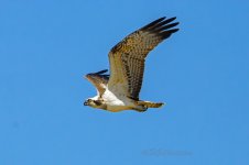 Osprey-(25)-fbook.jpg