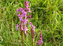 early purple orchid.JPG