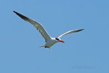 Caspian-Tern-(51)-fbook.jpg