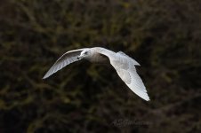 Iceland-Gull-(48)-fbook.jpg