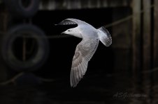 Herring-Gull-(4)-Enhanced-NR-2-fbook.jpg