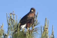 Harris's Hawk 2024-05-16.JPG