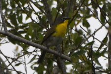 Yellow-breasted Chat 2024-05-17.JPG