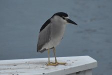 Black-crowned Night Heron (early morning) 2024-05-18.JPG