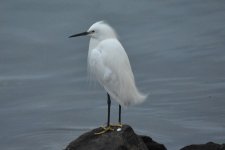 Snowy Egret2024-05-18.JPG